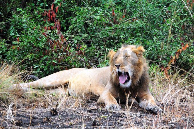  lion lounging in shasha