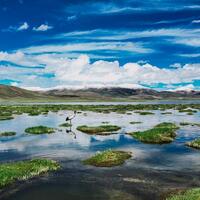 Ecological guardians serve on the roof of the world in NW China