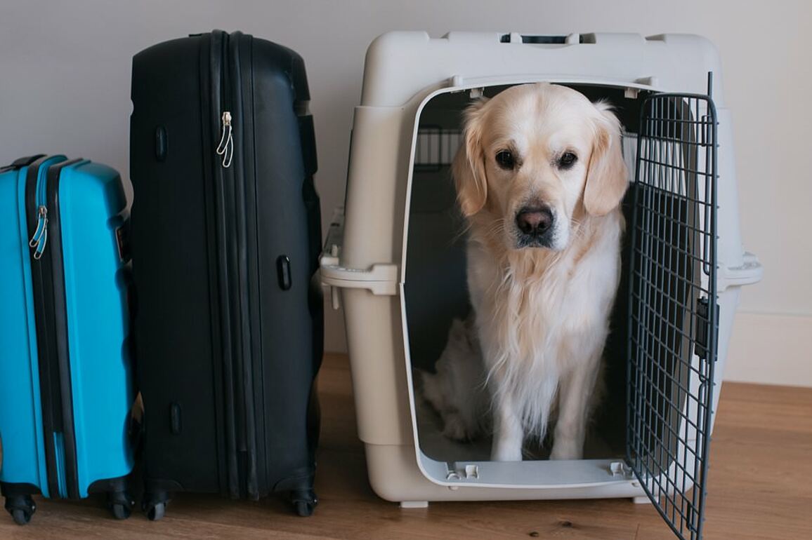 UK asks to rejoin EU pet passport scheme