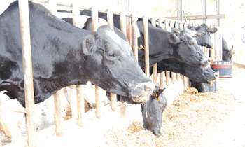 Cows 350x210