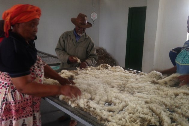 South African Farmers Decry China&#039;s Wool Ban