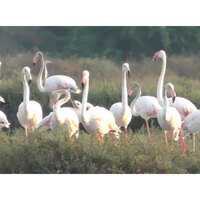 Tamil Nadu: Large flocks of migratory flamingos spotted in Thoothukudi salt pans; experts stress habitat protection