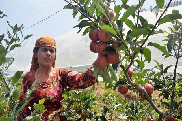Himachal's Apple growers plan mass agitation against zero-tariff US apple imports, seek state support