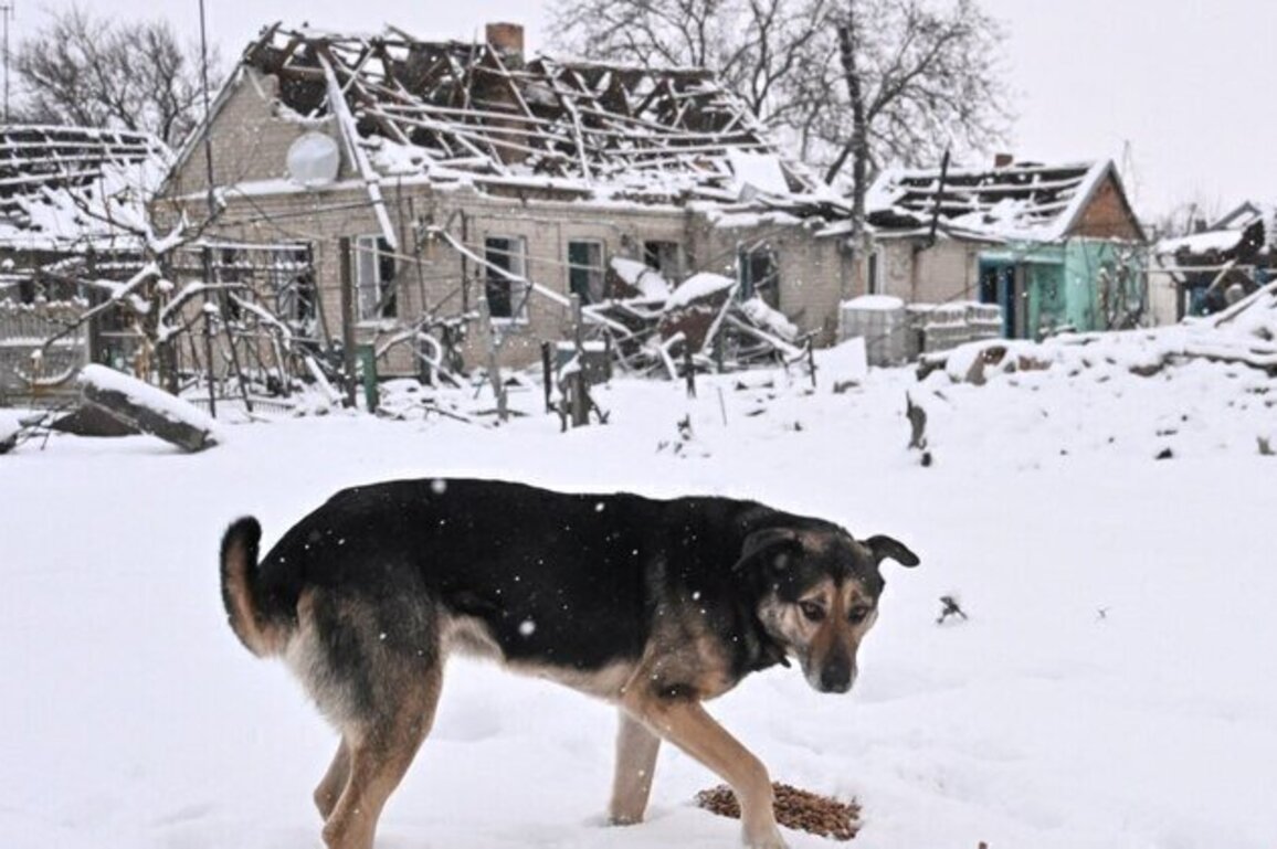 Animal Rescuers Plead For Help As Ukraine's Strays Freeze 