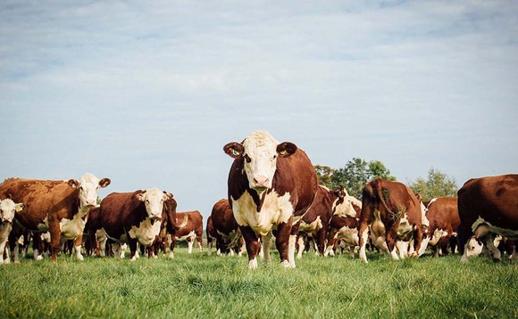 AHDB frustrated with sign ups in red meat sector