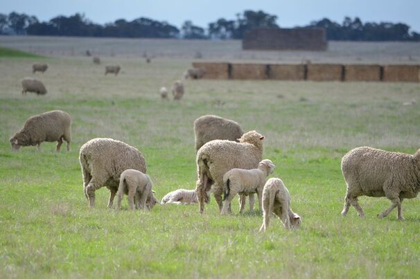 The industry-led plan will feed into The Future Flock strategy. 
