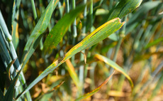 Early crop disease levels set stage for a challenging season ahead