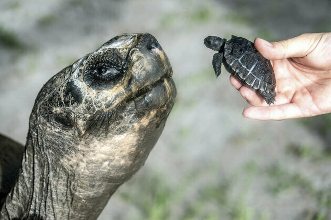Miami zoo's 135-year-old Galapagos tortoise enjoys first Father's Day