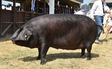 Large Black sow triumphs at Great Yorkshire Show