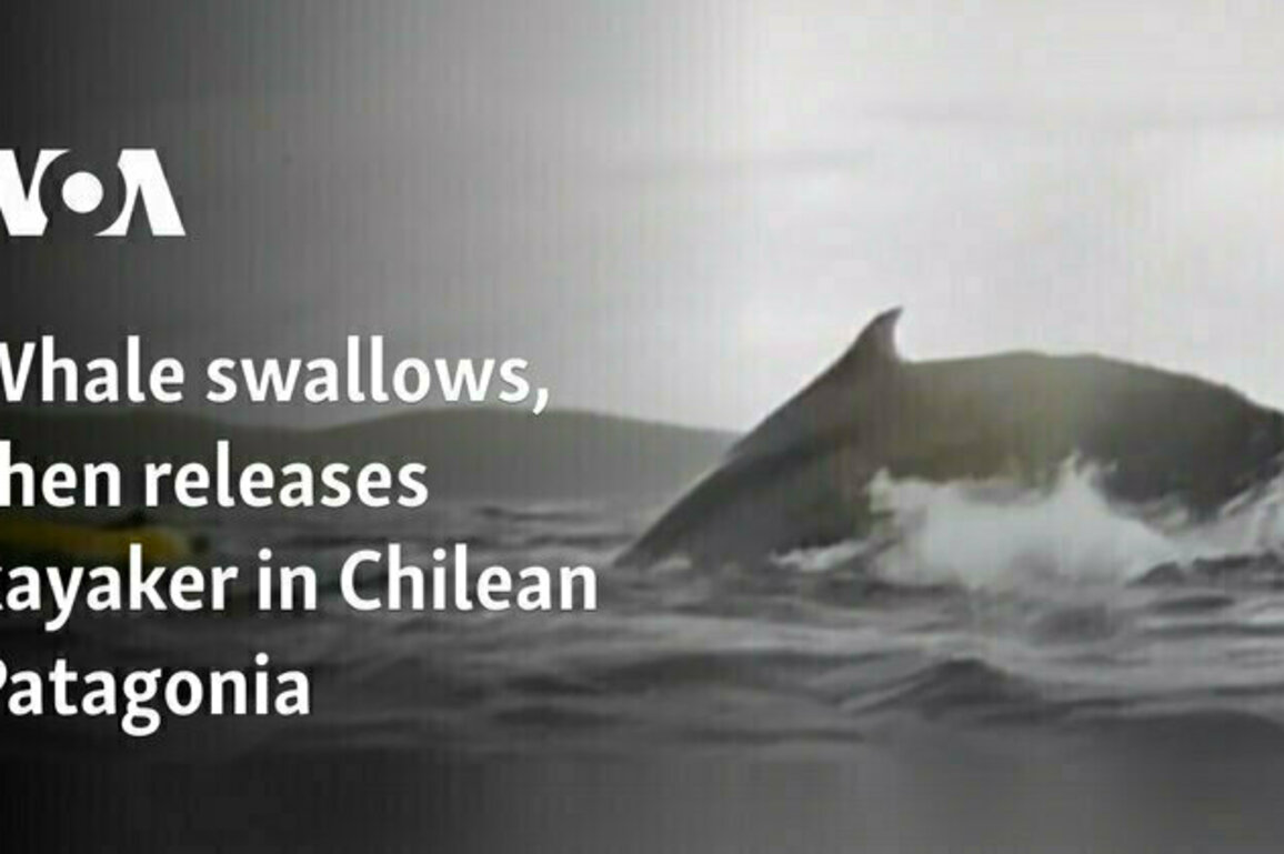 Whale swallows, then releases kayaker in Chilean Patagonia 
