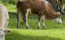 Grants Special:  need clarity on the future of SFI 