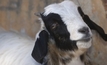 Goat exports hit record high for 2013