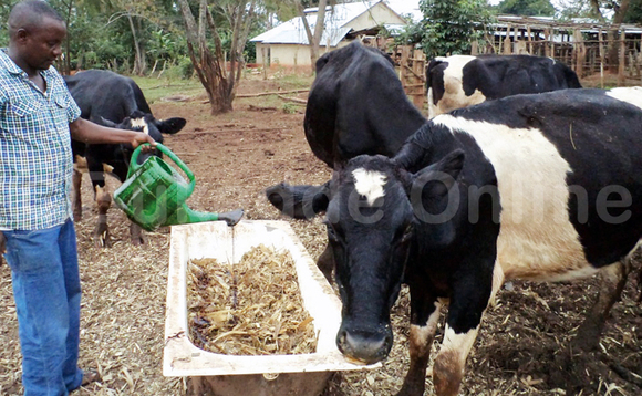 Kakooza ng’assa ssukaaliggulu mu muddo omukalu ente gwe zirya Kakooza ng’assa ssukaaliggulu mu muddo omukalu ente gwe zirya