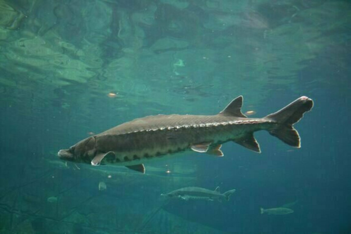 Atlantic sturgeon were fished almost to extinction - ancient DNA reveals how Chesapeake Bay population changed over centuries