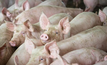 Tesco announces plans to grow pig group by 30%