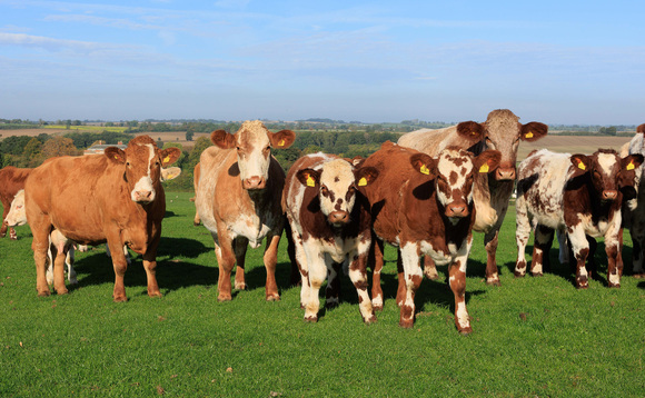 Why one Northamptonshire farm switched to Beef Shorthorns in its suckler herd