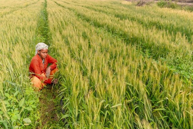 Assam sets new record in paddy procurement, 7 lakh MT of paddy procured