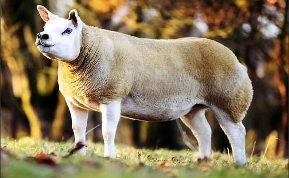 Select Seven Texels peak at 22,000gns at Lanark