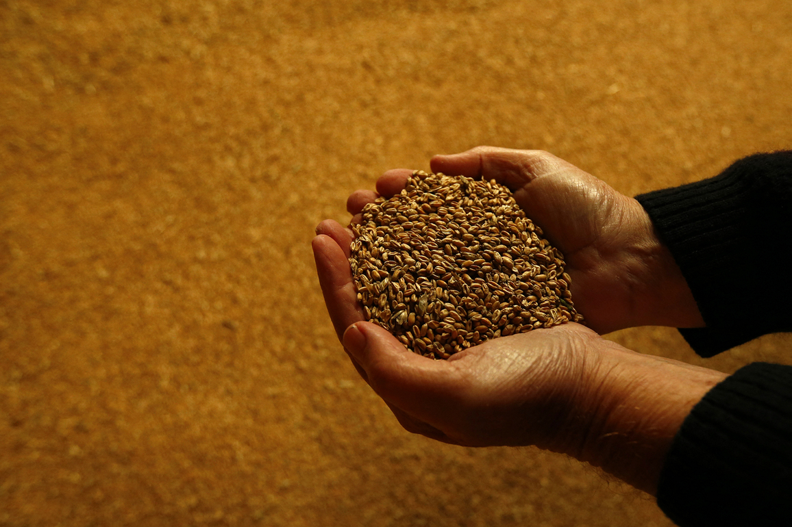 BRICS emerges as new global hub of food security