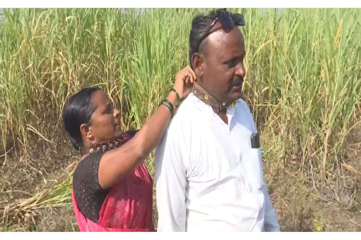 Pune: Pimparkhed villagers wear spiked collars to protect against leopard attacks