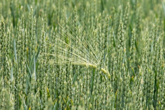 Monsoon rainfall 4% above normal as of June 24, Kharif sowing progressing well