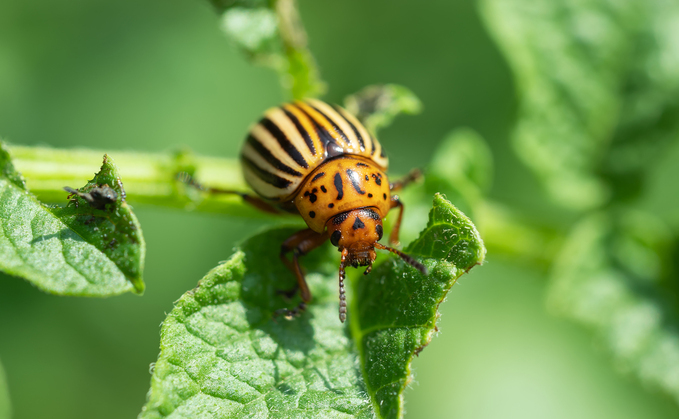 Rising pest risks: How the Met Office Is helping to safeguard UK crops