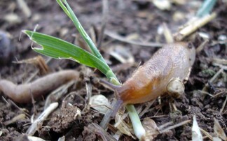 Organic farmers face increased slug threat