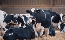 Infrastructure, tech and nutritional changes boost College herd's milk yield 