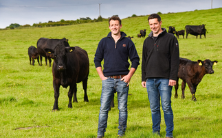 Welsh border farm switches from commercial beef to Pedigree Aberdeen Angus