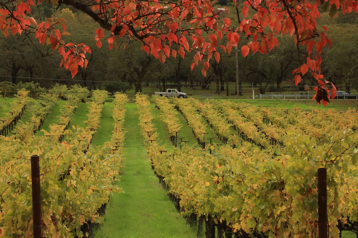 U.S.-CALIFORNIA-NAPA VALLEY-AUTUMN SCENERY