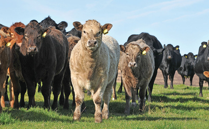 Forage and concentrate costs determine profitability of suckler herds