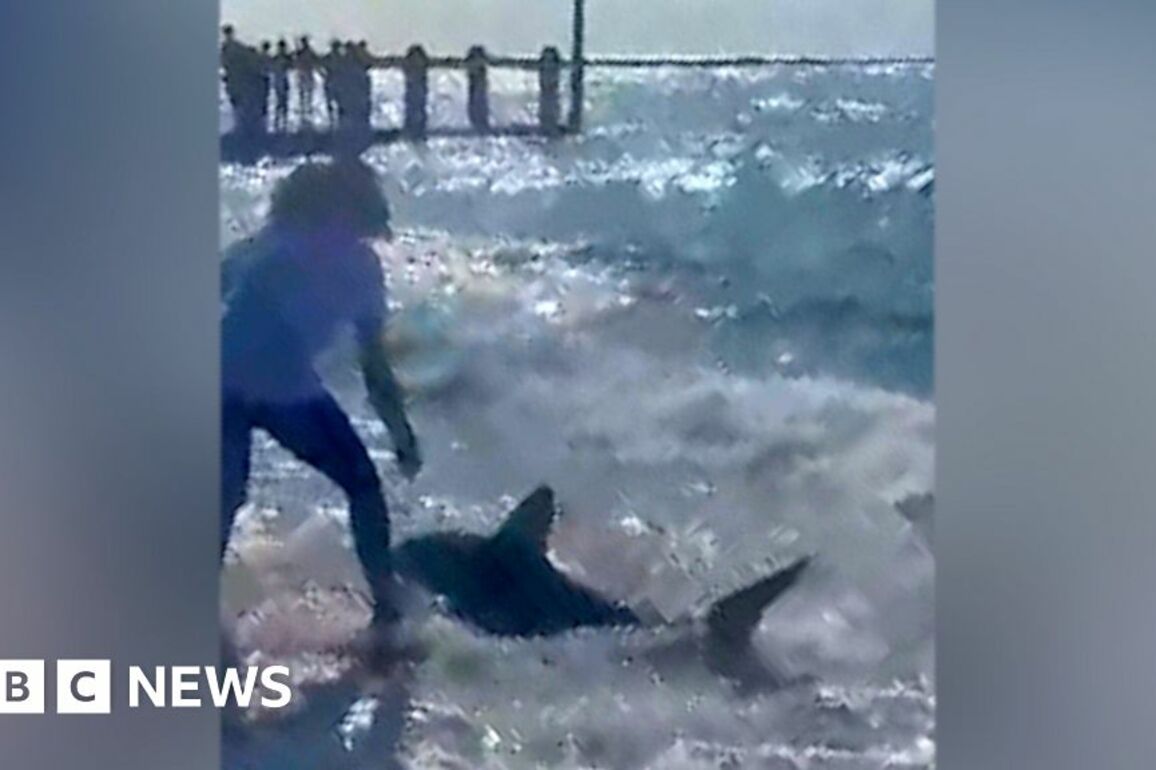 Aberystwyth- Watch as people try to help 1.5m shark on shoreline