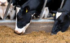 Time to think about your winter feeding strategies