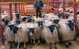 A round up of recent livestock sale reports