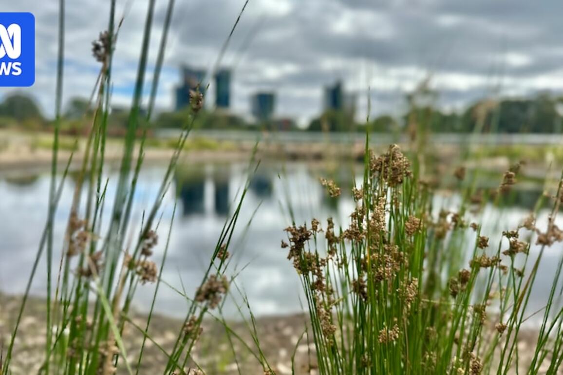 New Canberra wetland to help reduce 'unavoidable pollution' in Lake Ginninderra