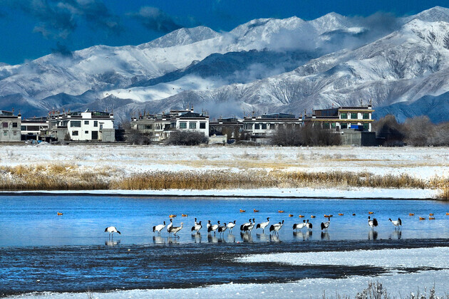 Qinghai-Tibet Plateau warming amplification study sustains prediction of polar sea-ice changes