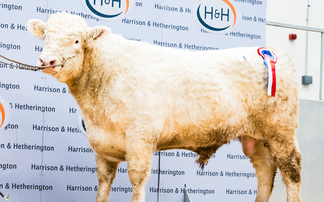 Sales round up: Whitebred record broken twice, YFC overwintering competition, Stabiliser Bull-It sale and dairy sales