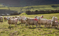 Bluetongue restriction zone widened to Essex after new cases