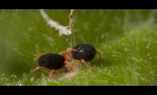  Red-legged earth mites can damage young pastures in autumn. Image courtesy Agriculture Victoria.