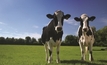 Positive survey results for Victorian dairy farmers