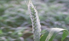 Frost damage to NSW crops discussed today