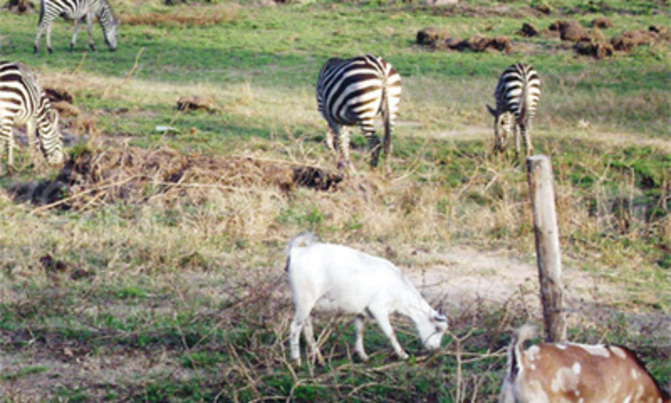 Rearing lions, zebras could save L. Mburo Rearing lions, zebras could save L. Mburo