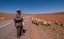 Australian livestock will be sent to drought-stricken Morocco, after a new protocol was signed with the country, to support its decimated herds. 