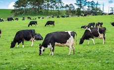 Dairy matters: Critical 'how to' gaps in net zero carbon mission
