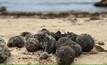 Mysterious 'tar-balls' appear at NSW beaches 