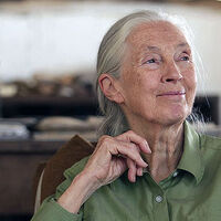 Tributes flow as conservationist Jane Goodall passes away at 91