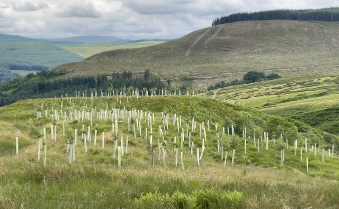 A tree planting project in Scotland / Credit: iStock A tree planting project in Scotland / Credit: iStock