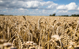 Concerns grow as new strain of yellow rust emerges