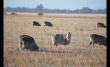  The APVMA has approved registration of a new oral treatment for lice in sheep. Photo Mark Saunders.