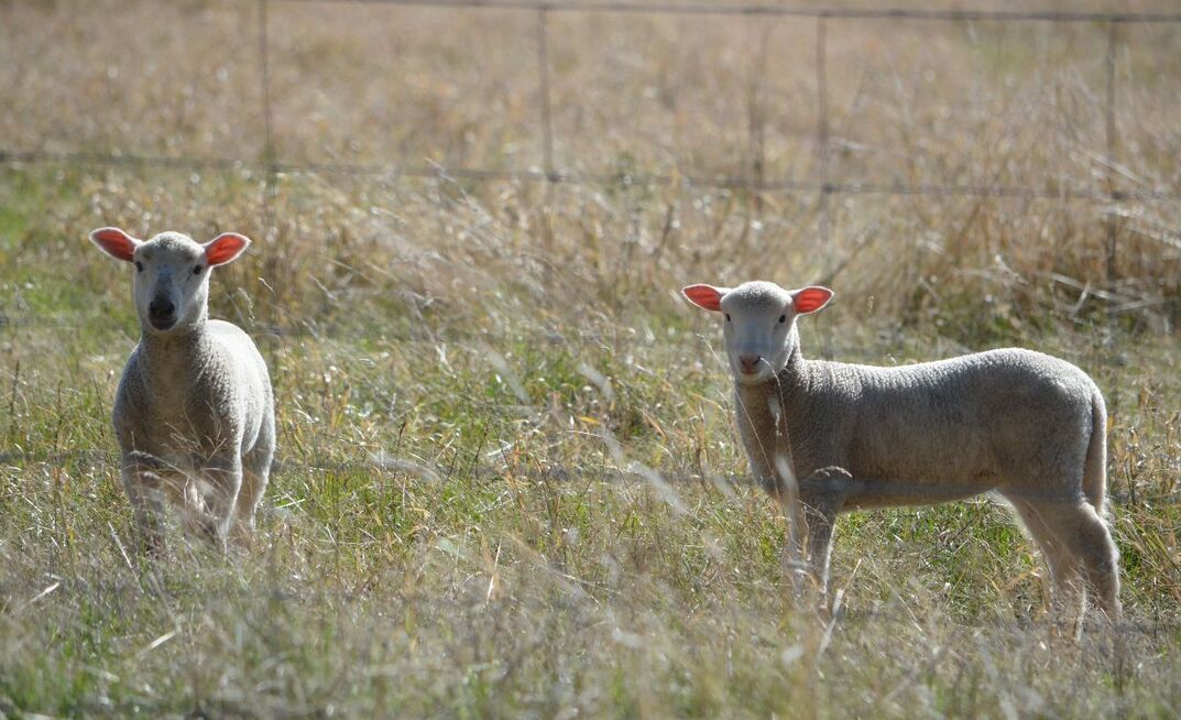 Pregnancy scanning remains an essential management tool for many producers.